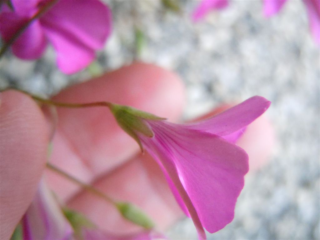 Oxalis articulata